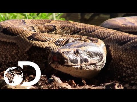 The Terrifying Man Eating Super Snake