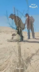 134K views · 2.9K reactions | "Le grand muraille verte" ("Three-North...