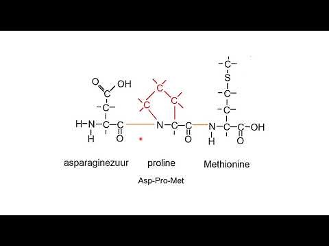 Oefeningen met aminozuren, peptide, hydrolyse