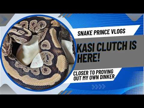 SnakePrinceVlogs: KASI CLUTCH IS HERE (DINKER)