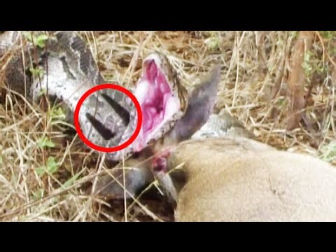 Watch: Horns of Dead Duiker Cut Through Python Trying To Swallow It