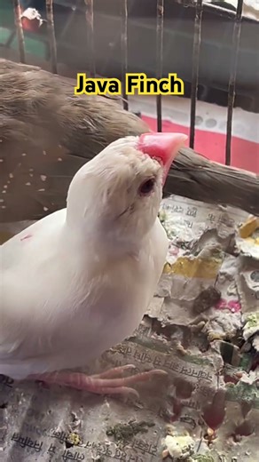 Beautiful Java Finch enjoying its day 🐦✨#java #finch #shorts #ytshorts