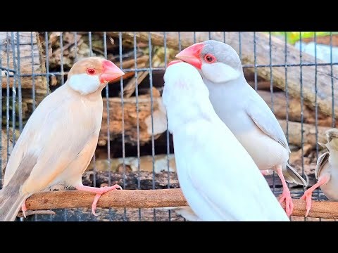 Java sparrow sing a sweet song in a big forest, big world with big sound. Java sparrow singing sound