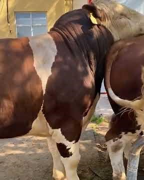 Amazing Cow and Bull Video | Natural Breeding