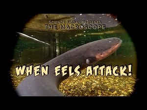 When Eels Attack!