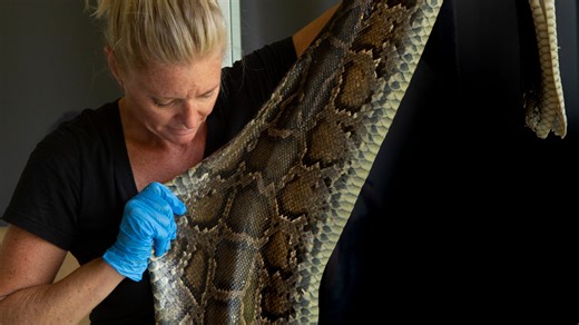 From python to purse: How enterprising hunters are honoring snakes by using their skins