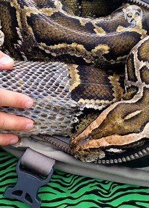 Veterinarian helps python shed its skin | Science, Tech and Universe
