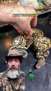 Ball python morphs with secrets!