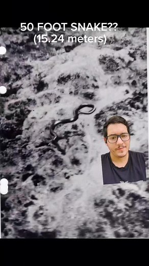 Exploring the Myth of the 50-Foot Snake in Congo
