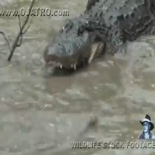 Python vs Crocodile - Python attacks Crocodile. | Elisabeth Rasmussen