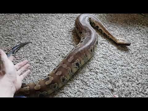 How to Care for a Blood Python