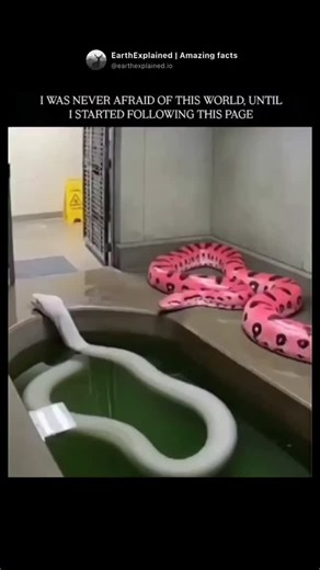 EarthExplained | Amazing facts on Instagram: "The pink and white python, commonly known as an albino python (often an albino Burmese or albino ball python), may look calm and beautiful, but it retains the same deadly hunting skills as its wild-colored relatives. Albino pythons are non-venomous constrictors, meaning they kill prey using strength, precision, and patience rather than poison. Their pale coloration does not weaken their abilities-it only affects camouflage, not power or technique. Wh