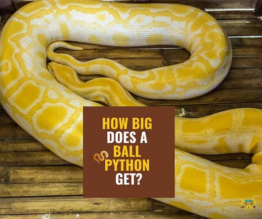 How Big Do Ball Pythons Get? Size, Weight and Growth Chart