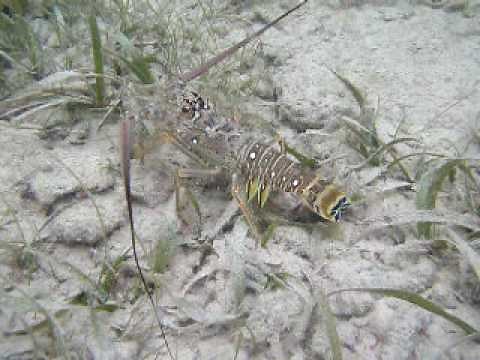 Swimming Lobster