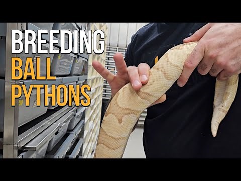 BREEDING BALL PYTHONS - BACK TO BASICS