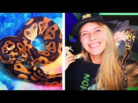 ALL ABOUT MY PET SNAKE PO! 🐍 (Ball Python Care)