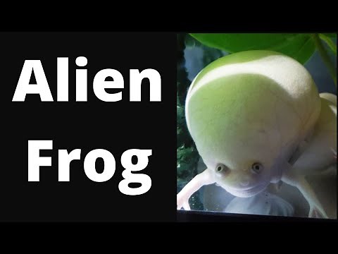 Real Alien Frog ? Are Aliens Landing On TIKTOK? THIS BIZARRE-LOOKING CREATURE IS OUT OF THIS WORLD!