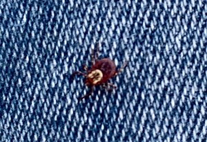 There is a ‘tick explosion’ underway in Michigan, here’s why