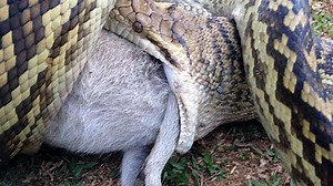 Moment 10-foot python eats a kangaroo WHOLE in shocking video