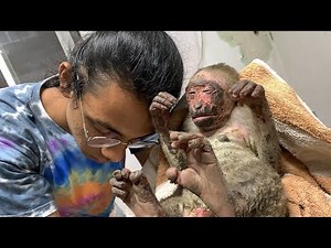 BABY MONKEY ALMOST BURNT ALIVE