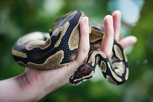 Ball Python Care Sheet: Printable Guide | LoveToKnow Pets