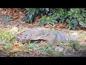 Monitor Lizard Kills Python In Epic Reptile Battle