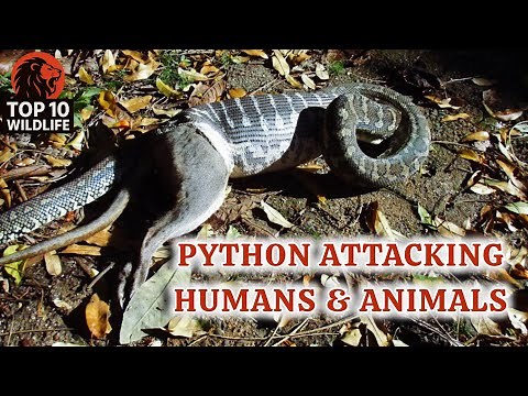 “Python Attacks Caught on Camera | Snake Vs Humans & Animals” #wildlife #pythonsnake #snakevideo