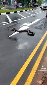 132K views · 592 reactions | Snake crossing | Singapore Road Accident | Facebook