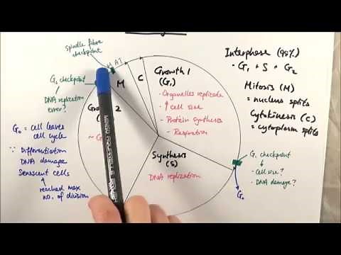 AS Biology - Cell cycle (OCR A Chapter 6.1)