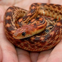 12 Pet Snake Skin Problems to Watch Out For