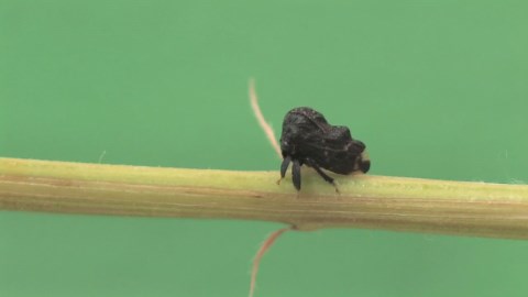 Good Vibrations Key To Insect Communication