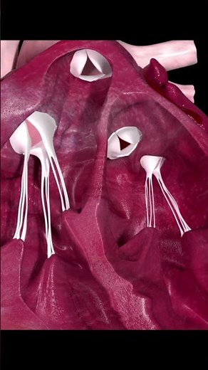 Watch a Human Heart Pumping! Incredible 3D Animation! [Heartbeat Visualization]