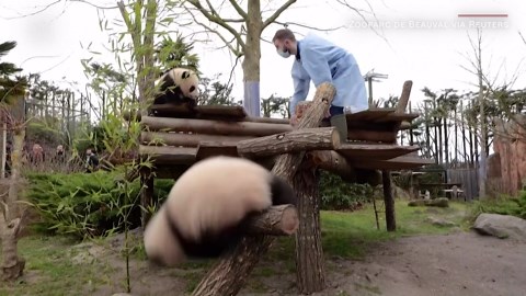 Watch these baby pandas take their first steps outside