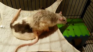 71 reactions · 17 comments | Exploding Fish's Rat Mischief Official Fanpage on Reels | Facebook