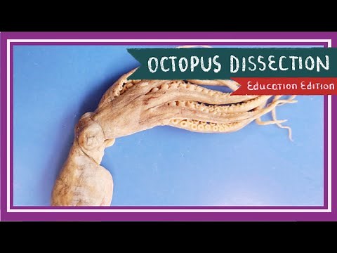 Octopus Dissection || The Tentacles of Today [EDU]