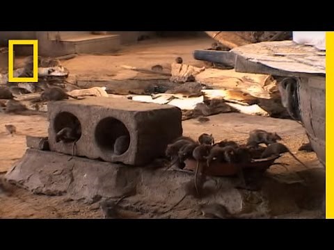 Welcome to the Rat Temple | National Geographic