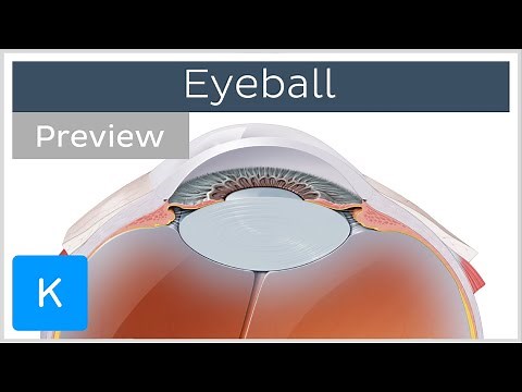 Eyeball: structure and function (preview) - Human Anatomy | Kenhub