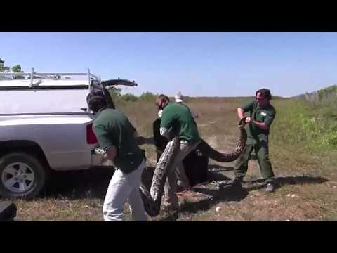 Video of record-breaking Burmese python in Everglades National Park