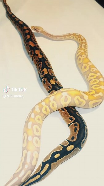 Exploring the Fascination with Ball Pythons