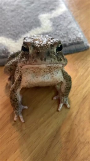 Angry Toads: Bubba and His Mysterious Behavior