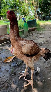 14K views · 588 reactions | Queen  | Java Aseel | Facebook