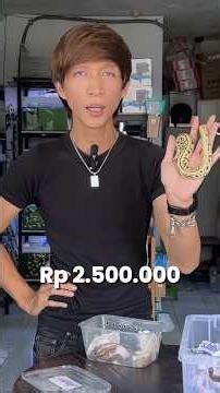 BABY BALL PYTHON BUMBLE BEE