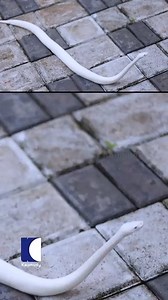 Blue eyed Leucistic Ball Python #vavasuresh #snakemaster | Kaumudy