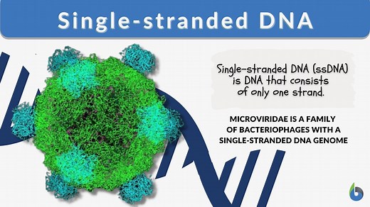 Single-stranded DNA - Definition and Examples - Biology Online Dictionary
