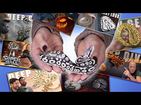 Best Ball Python Moments 2025 | Canta Scrambler Striker