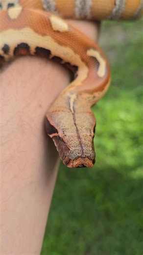 @official_snake_boi shows off a breathtaking blood python produced by @bloodpythons! ❤️🔥 TRR is made possible by @chewy #bloodpython #snake #reptile | The Reptile Report