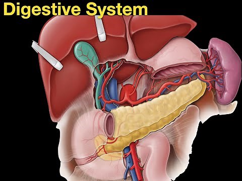 Digestive System Anatomy | Stomach, Liver, Pancreas & More