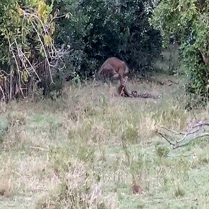 68K views · 271 reactions | Leopard and python: which one will win? #Animal | Happy | Facebook