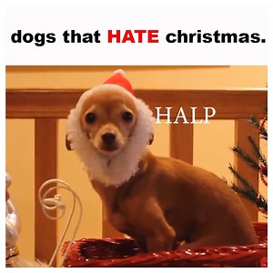 178K views · 2.1K reactions | much cuteness wow | Smosh | Facebook