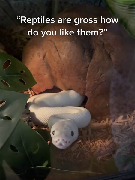 Exploring the Fascinating World of Leucistic Snakes